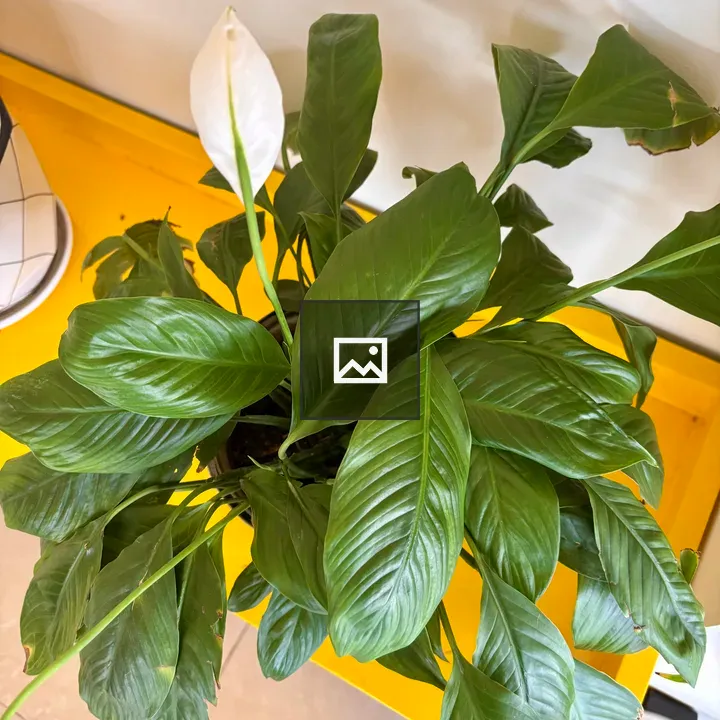 Green peace lily plant
