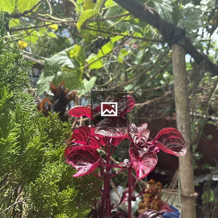 A reddish-purple plant in foreground