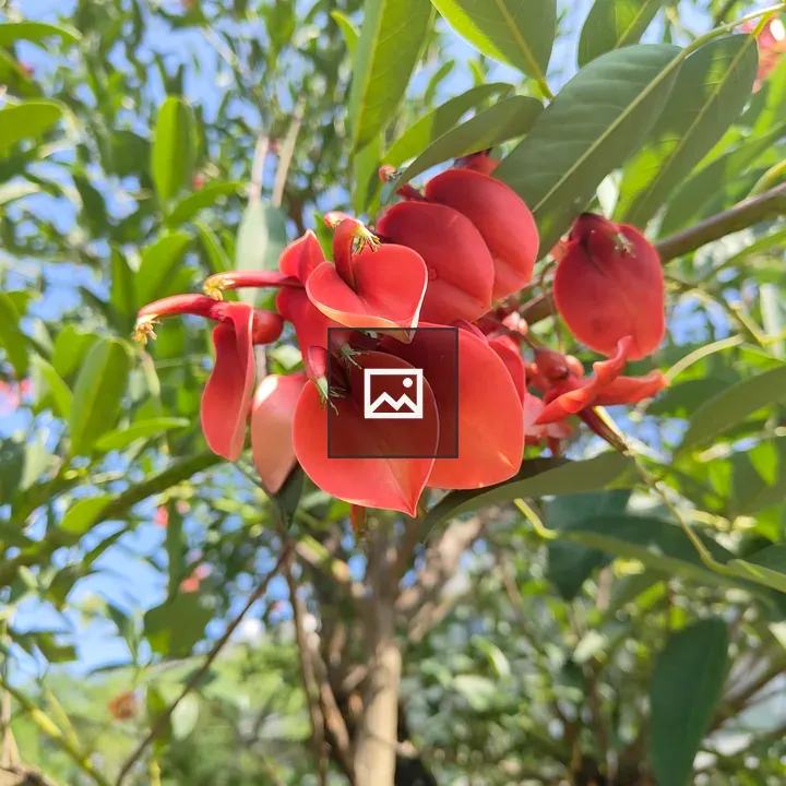 Close-up of red flowers among green leaves