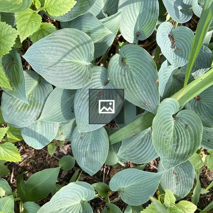 Hosta leaves close-up