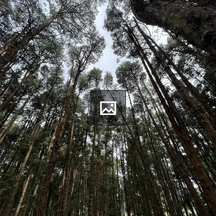 Pine forest in portrait