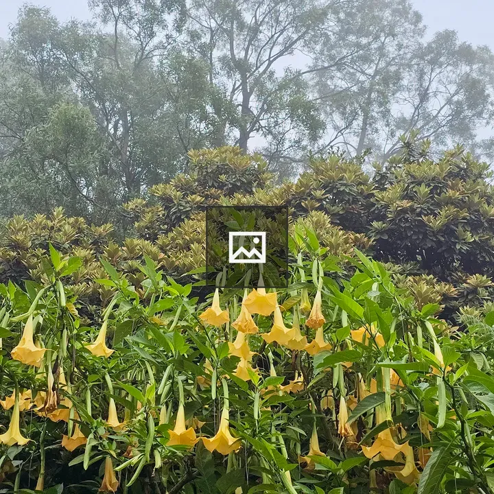 Brugmansia flowers in mist