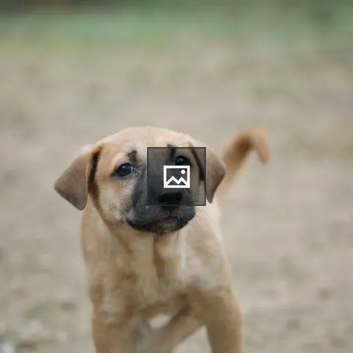 Curious puppy portrait