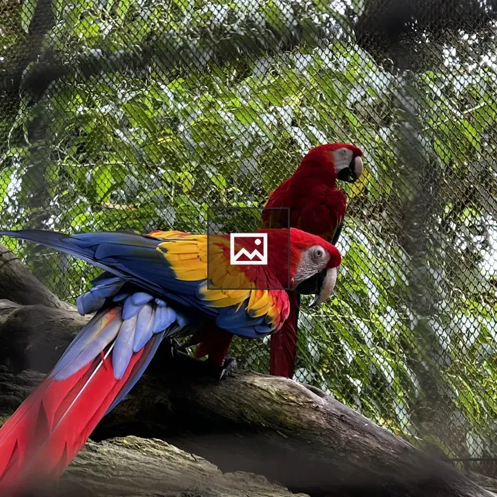 Two colorful macaws on branch