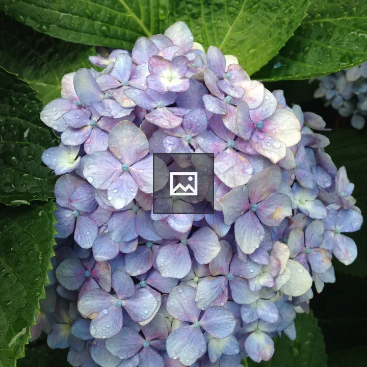 Lilac hydrangea