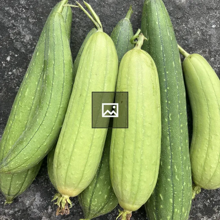 Fresh green luffa gourds