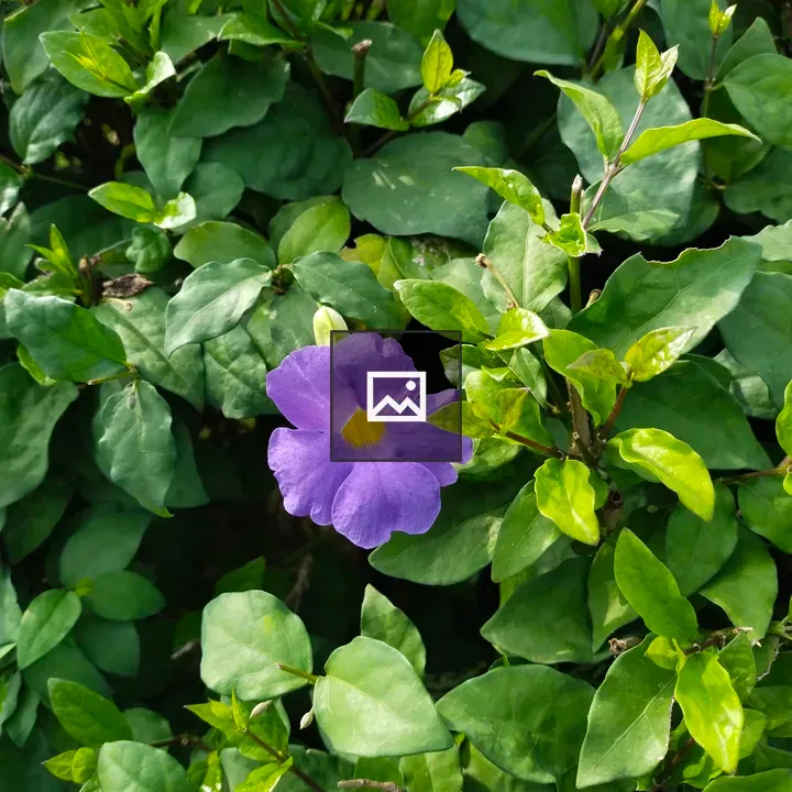 Thunbergia erecta Flower