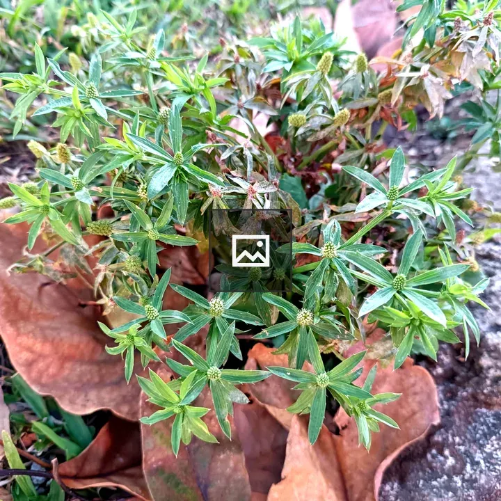 Culantro Coyote Bush
