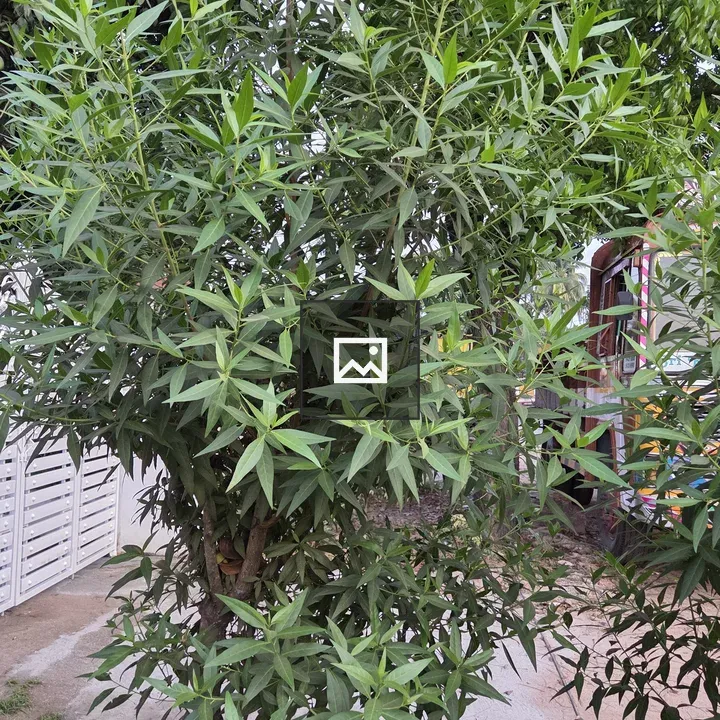 Small tree with green leaves
