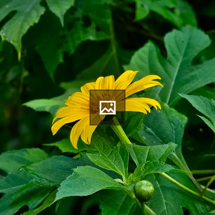 Yellow sunflower close-up