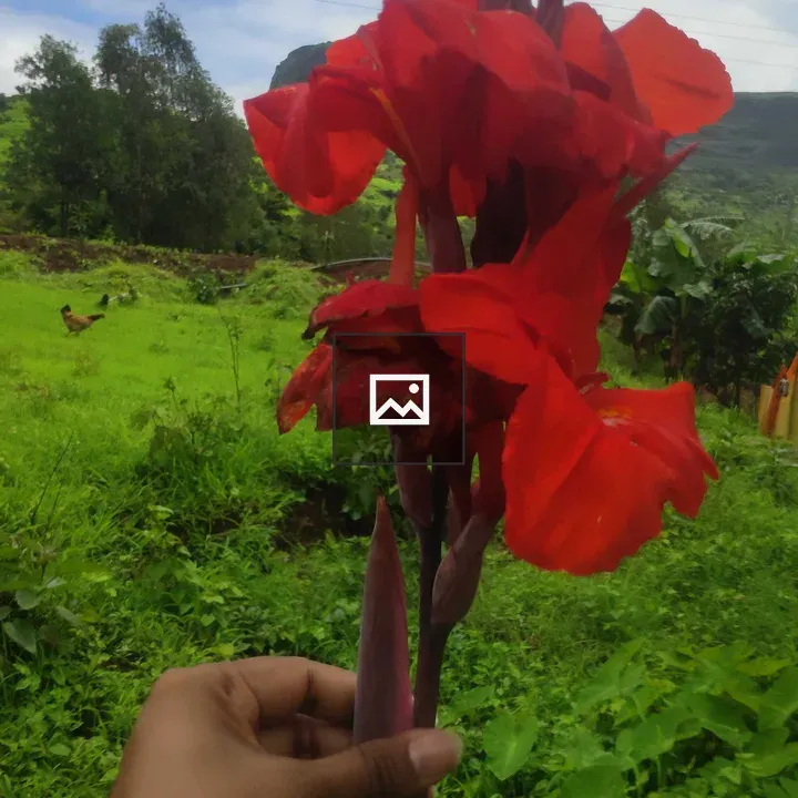 Canna Plant Red Flower