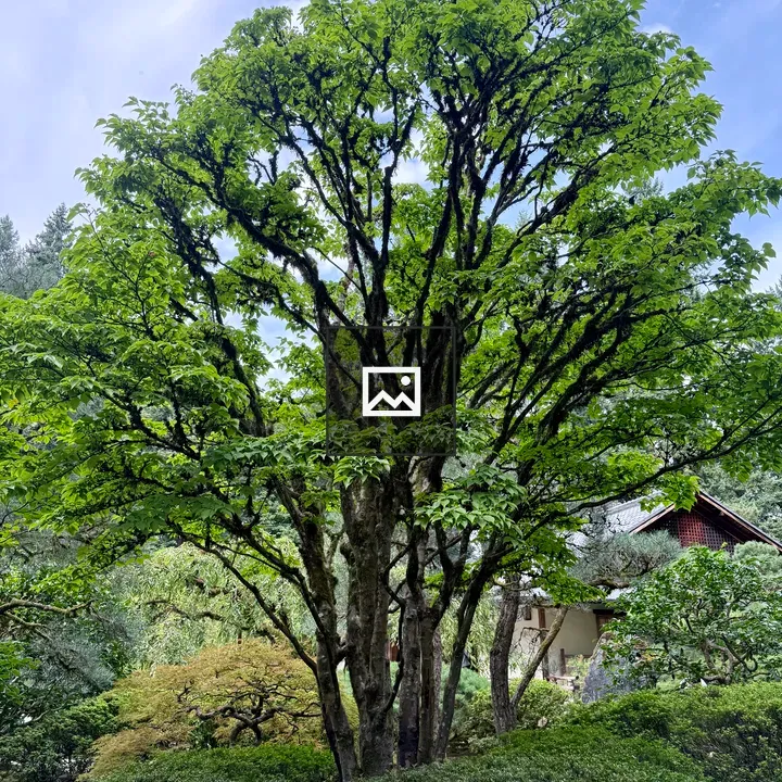 Tall tree with green leaves