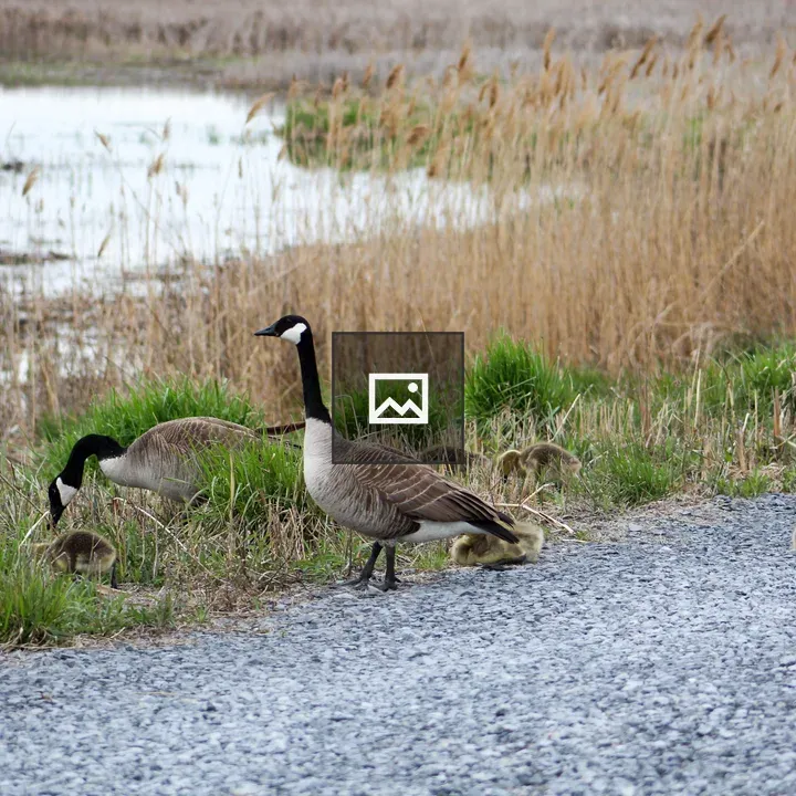 Geese with Goslings by Lake