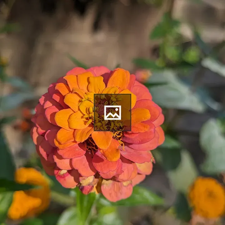 Zinnia Flower in Portrait