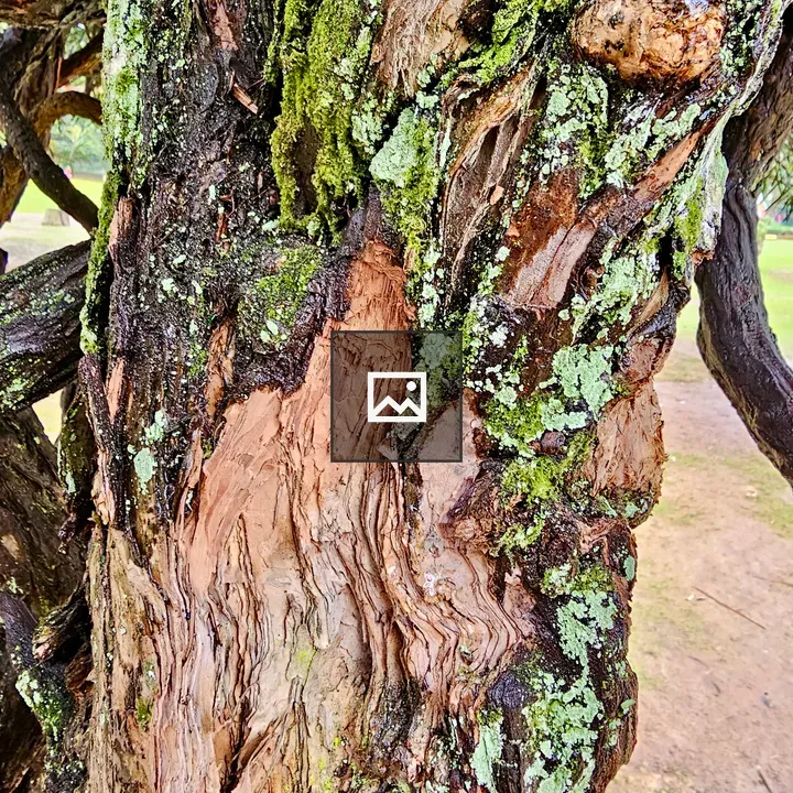 Close-up of tree bark with moss