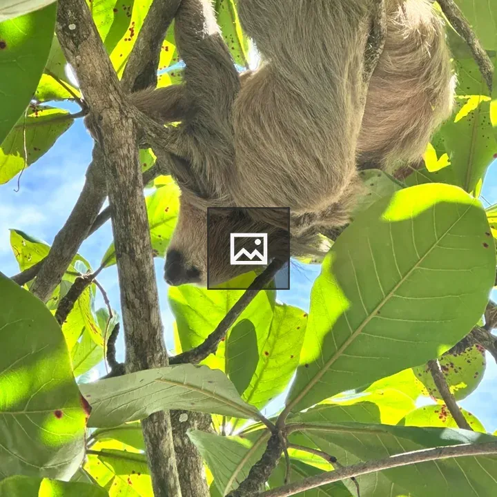 Sloth in Cahuita National Park