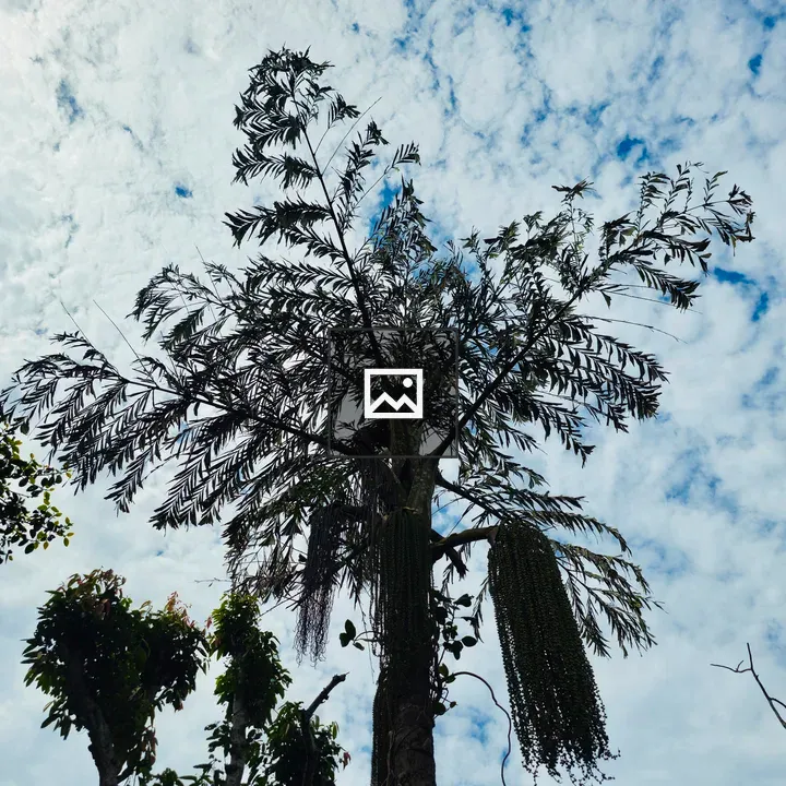 Fishtail Palm Silhouette