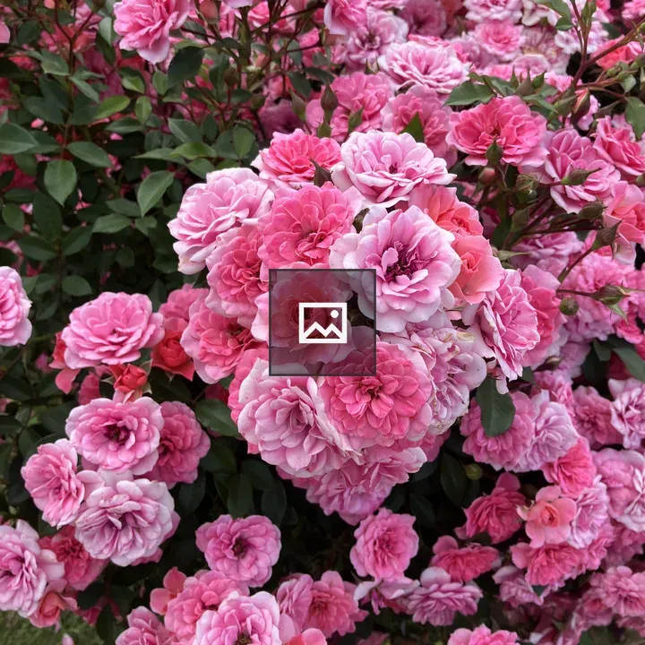 Rosmarin 89 Rose