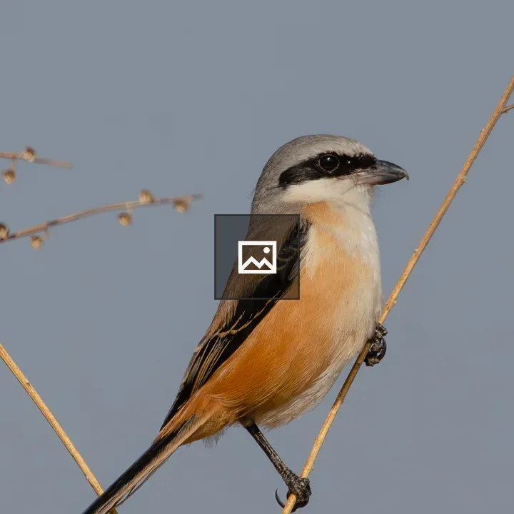 Long-tailed Shrike on Twig