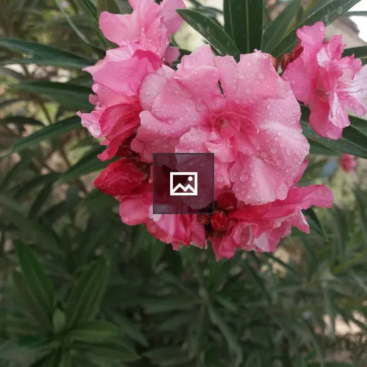 Blush Pink Flowers