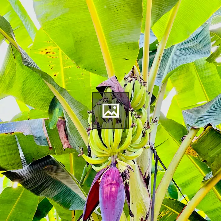 Tender Nendran Banana