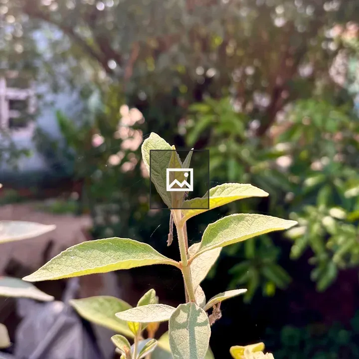 Sunlit plant close-up