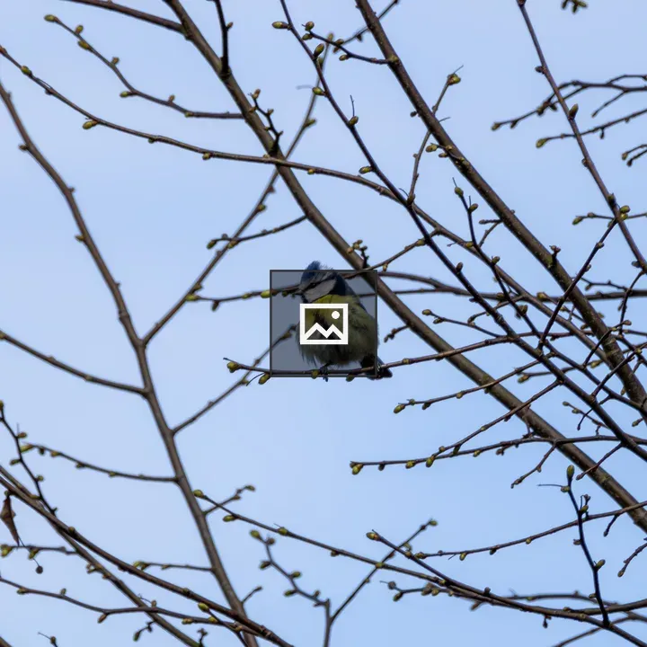 Blue tit on a budded branch