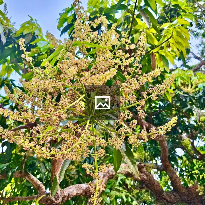 Flowers of an old mango tree