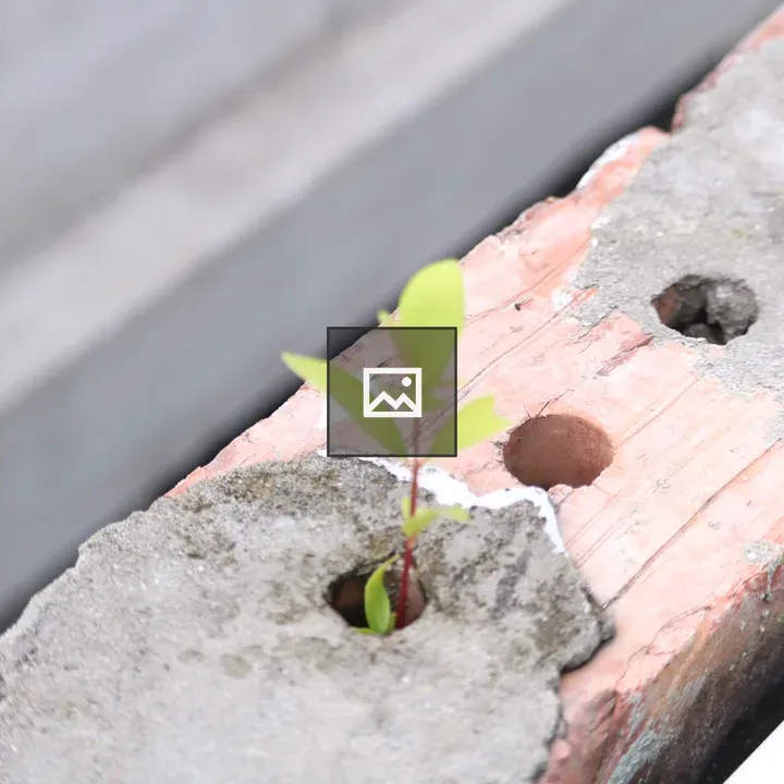 Tree sapling in brick hole