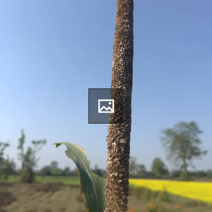 Pearl millet in field