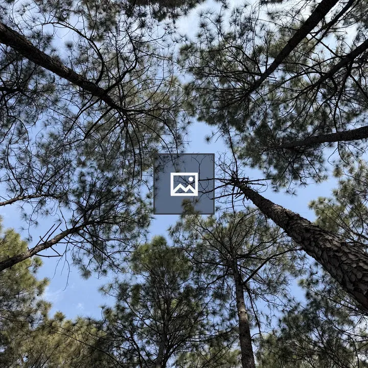 Tall pine trees forest sky