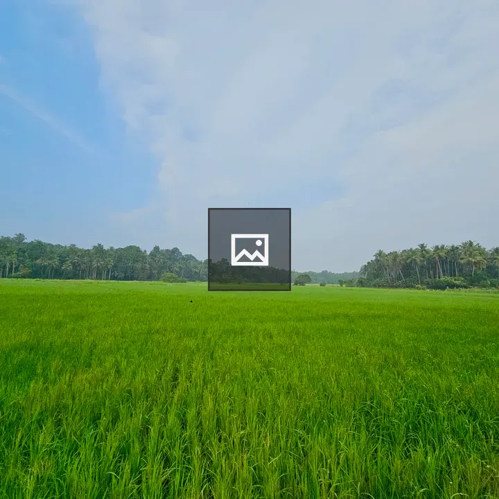 Green Paddy Field with Blue Sky