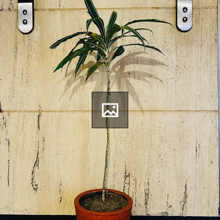 Potted plant with slender leaves