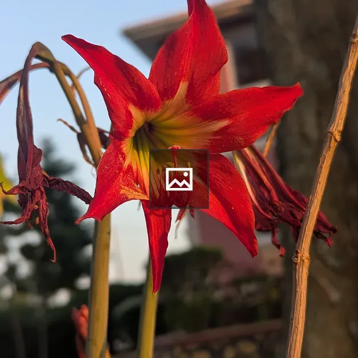 Red Flower with Yellow-Green Center