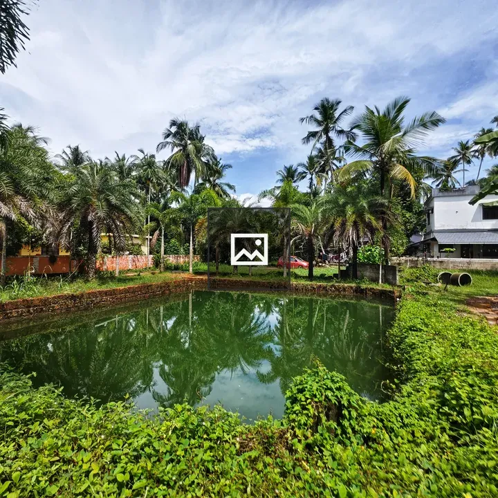 Green Pond with Palm Trees
