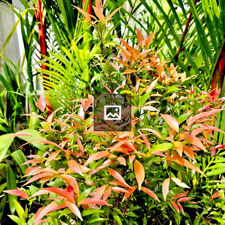 Syzygium Campanulatum Leaf