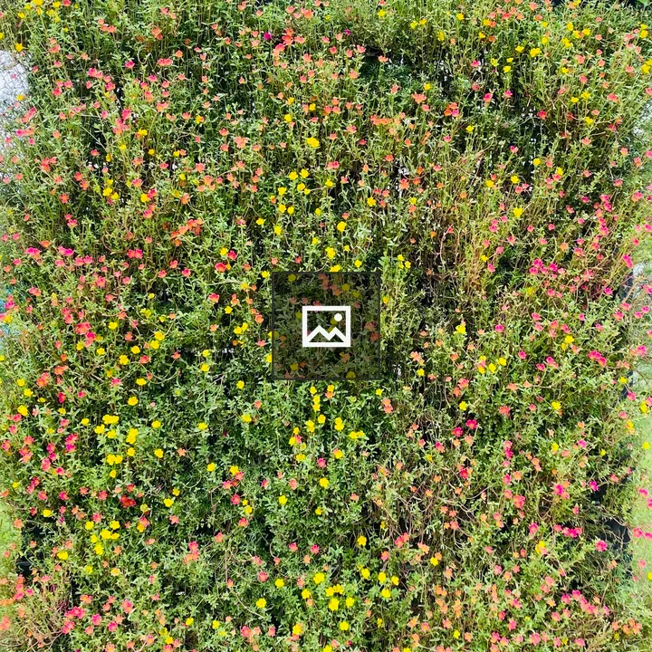 Floral bush with pink yellow orange blooms