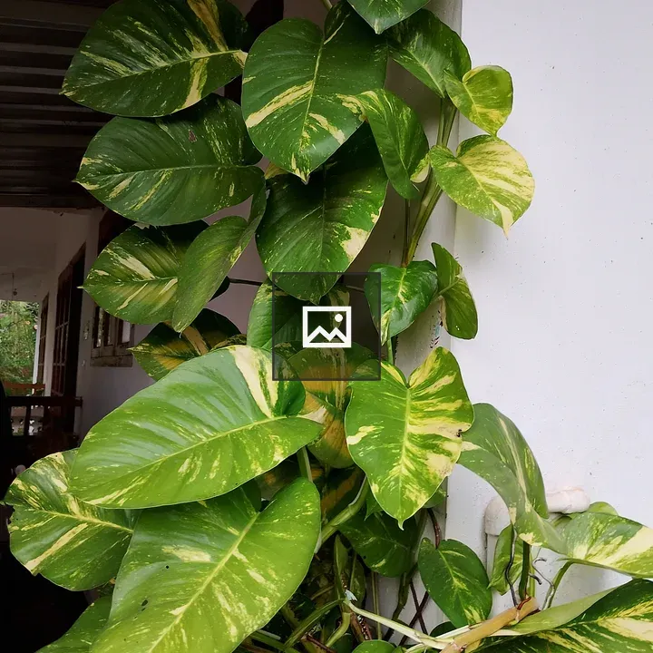 Vibrant Leaves on White Wall