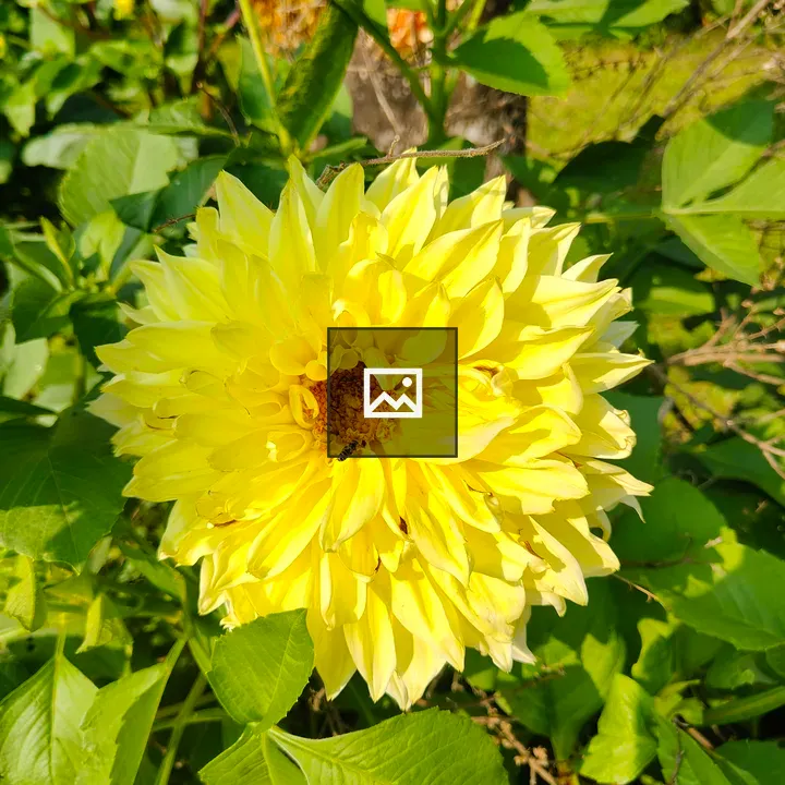Large yellow flower with insect
