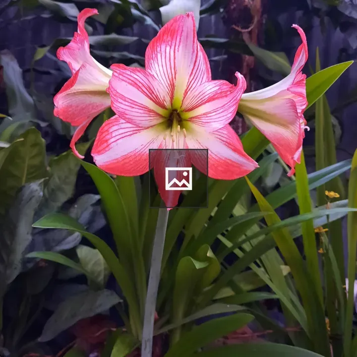 Amaryllis Flower Close-up
