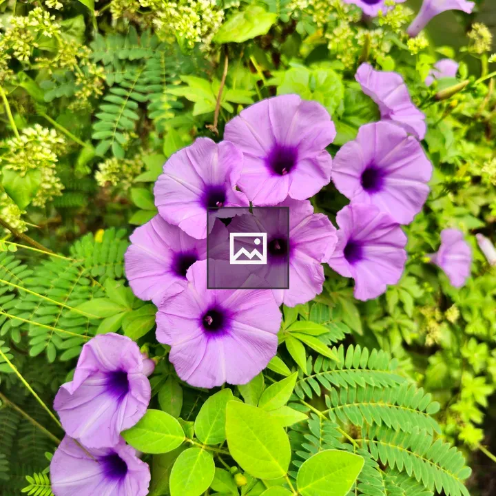 Ipomoea cairica Flower Portrait
