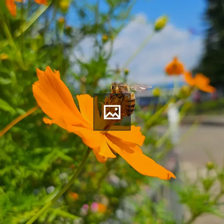 Bee on orange cosmos