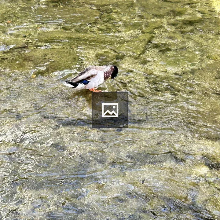Mallard Duck in Water