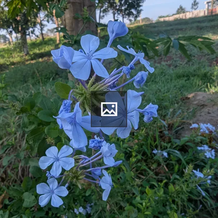 Blue-eared flower