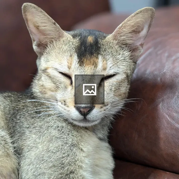 Cat on brown leather couch