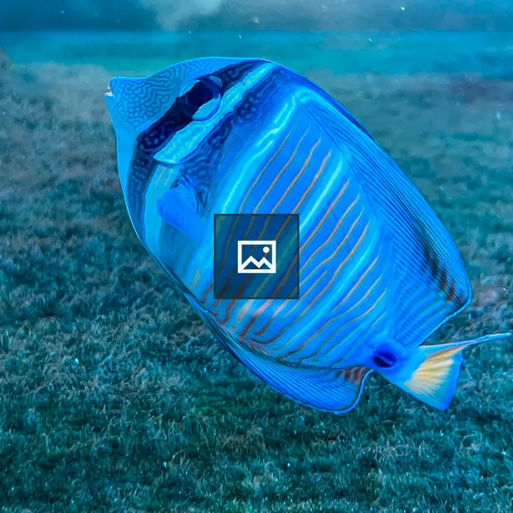 Bright blue tropical fish