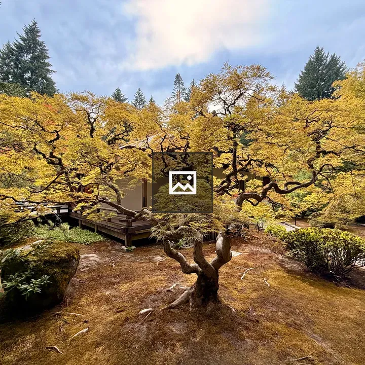 Japanese maple in autumn light