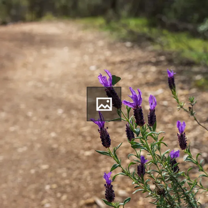 Purple lavender flowers along path