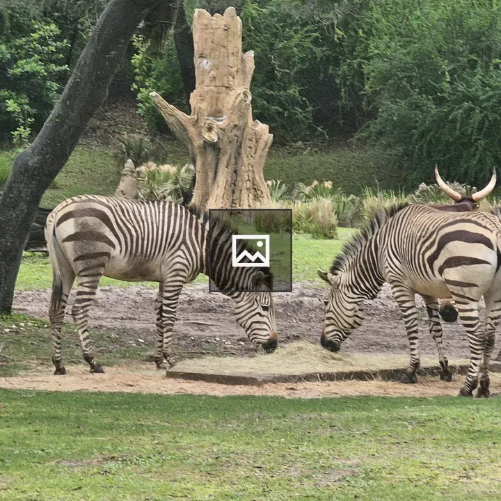 Two Zebras Grazing