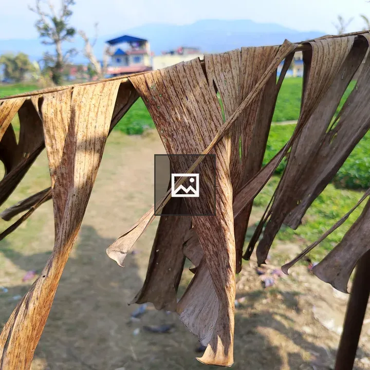 Close-up of dried banana leaves